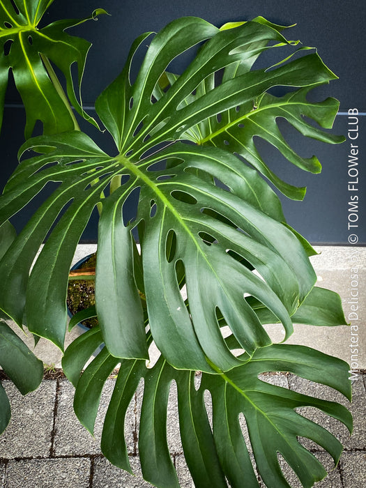 Large Monstera Deliciosa houseplant with mature split leaves, organically grown Swiss Cheese Plant in pot in TOMs FLOWer CLUB, perfect for indoor jungle decor.