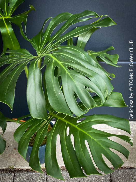 Large Monstera Deliciosa houseplant with mature split leaves, organically grown Swiss Cheese Plant in pot in TOMs FLOWer CLUB, perfect for indoor jungle decor.