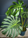 Large Monstera Deliciosa houseplant with mature split leaves, organically grown Swiss Cheese Plant in pot in TOMs FLOWer CLUB, perfect for indoor jungle decor.