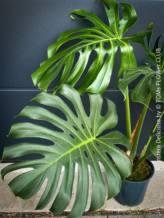 Large Monstera Deliciosa houseplant with mature split leaves, organically grown Swiss Cheese Plant in pot in TOMs FLOWer CLUB, perfect for indoor jungle decor.