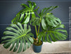 Large Monstera Deliciosa houseplant with mature split leaves, organically grown Swiss Cheese Plant in pot in TOMs FLOWer CLUB, perfect for indoor jungle decor.