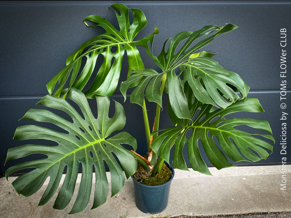 Large Monstera Deliciosa houseplant with mature split leaves, organically grown Swiss Cheese Plant in pot in TOMs FLOWer CLUB, perfect for indoor jungle decor.