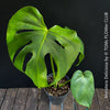 Monstera Deliciosa, rare houseplant with mature split leaves, organically grown Swiss Cheese Plant in pot in TOMs FLOWer CLUB, perfect for indoor jungle decor.