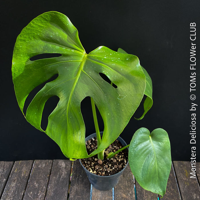 Monstera Deliciosa, rare houseplant with mature split leaves, organically grown Swiss Cheese Plant in pot in TOMs FLOWer CLUB, perfect for indoor jungle decor.