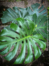Large Monstera Deliciosa houseplant with mature split leaves, organically grown Swiss Cheese Plant in pot in TOMs FLOWer CLUB, perfect for indoor jungle decor.