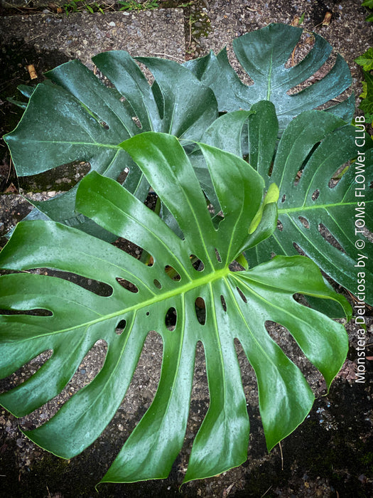 Large Monstera Deliciosa houseplant with mature split leaves, organically grown Swiss Cheese Plant in pot in TOMs FLOWer CLUB, perfect for indoor jungle decor.