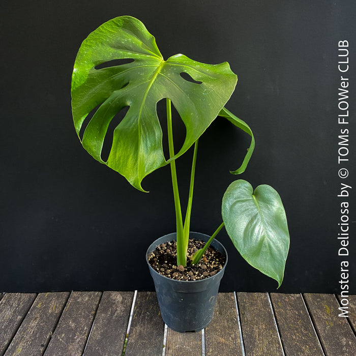 Monstera Deliciosa, rare houseplant with mature split leaves, organically grown Swiss Cheese Plant in pot in TOMs FLOWer CLUB, perfect for indoor jungle decor.