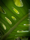 Large Monstera Deliciosa houseplant with mature split leaves, organically grown Swiss Cheese Plant in pot in TOMs FLOWer CLUB, perfect for indoor jungle decor.