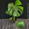 Monstera Deliciosa, rare houseplant with mature split leaves, organically grown Swiss Cheese Plant in pot in TOMs FLOWer CLUB, perfect for indoor jungle decor.
