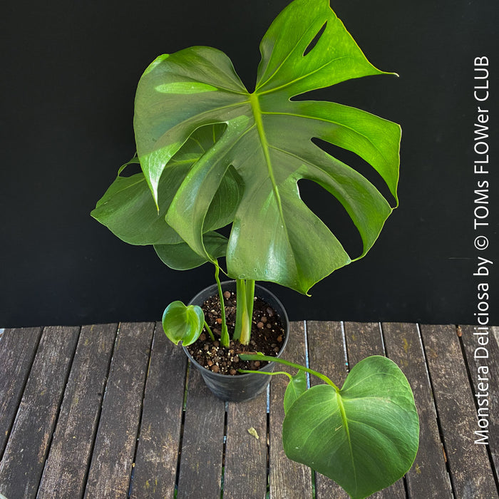 Monstera Deliciosa, rare houseplant with mature split leaves, organically grown Swiss Cheese Plant in pot in TOMs FLOWer CLUB, perfect for indoor jungle decor.
