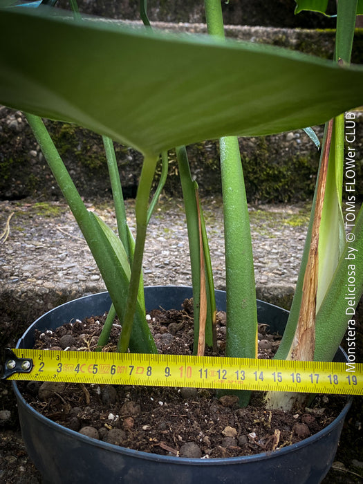 Large Monstera Deliciosa houseplant with mature split leaves, organically grown Swiss Cheese Plant in pot in TOMs FLOWer CLUB, perfect for indoor jungle decor.