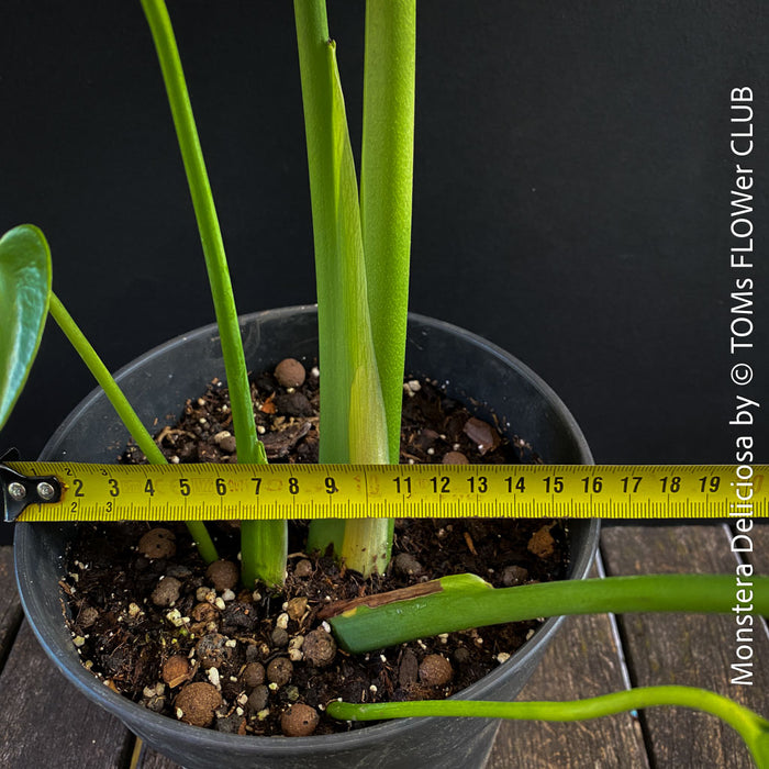 Monstera Deliciosa, rare houseplant with mature split leaves, organically grown Swiss Cheese Plant in pot in TOMs FLOWer CLUB, perfect for indoor jungle decor.