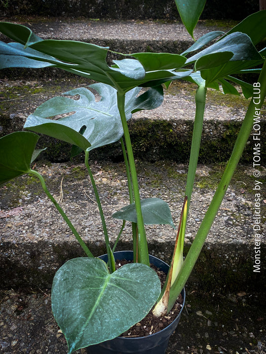 Large Monstera Deliciosa houseplant with mature split leaves, organically grown Swiss Cheese Plant in pot in TOMs FLOWer CLUB, perfect for indoor jungle decor.