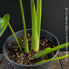 Monstera Deliciosa, rare houseplant with mature split leaves, organically grown Swiss Cheese Plant in pot in TOMs FLOWer CLUB, perfect for indoor jungle decor.