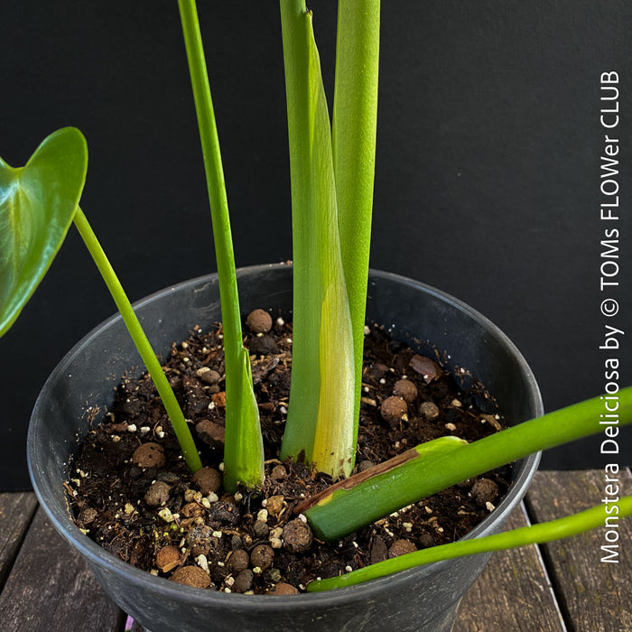 Monstera Deliciosa, rare houseplant with mature split leaves, organically grown Swiss Cheese Plant in pot in TOMs FLOWer CLUB, perfect for indoor jungle decor.
