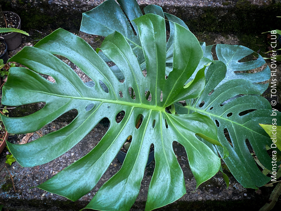 Large Monstera Deliciosa houseplant with mature split leaves, organically grown Swiss Cheese Plant in pot in TOMs FLOWer CLUB, perfect for indoor jungle decor.