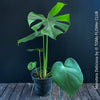 Monstera Deliciosa, rare houseplant with mature split leaves, organically grown Swiss Cheese Plant in pot in TOMs FLOWer CLUB, perfect for indoor jungle decor.