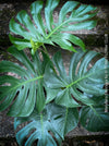 Large Monstera Deliciosa houseplant with mature split leaves, organically grown Swiss Cheese Plant in pot in TOMs FLOWer CLUB, perfect for indoor jungle decor.