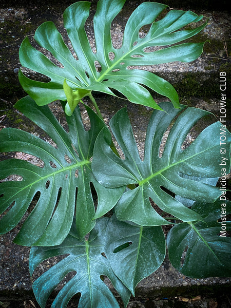 Large Monstera Deliciosa houseplant with mature split leaves, organically grown Swiss Cheese Plant in pot in TOMs FLOWer CLUB, perfect for indoor jungle decor.