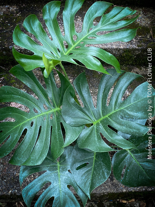 Large Monstera Deliciosa houseplant with mature split leaves, organically grown Swiss Cheese Plant in pot in TOMs FLOWer CLUB, perfect for indoor jungle decor.
