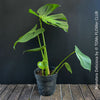 Monstera Deliciosa, rare houseplant with mature split leaves, organically grown Swiss Cheese Plant in pot in TOMs FLOWer CLUB, perfect for indoor jungle decor.