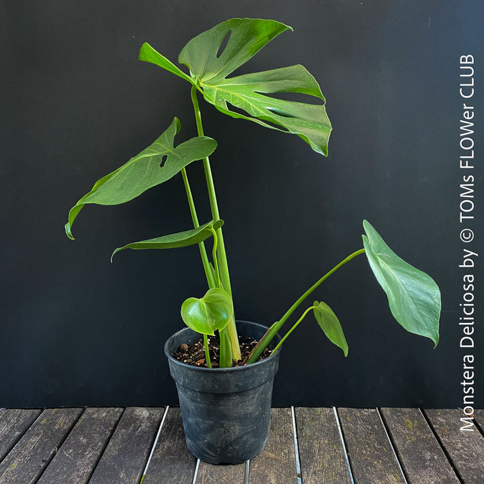 Monstera Deliciosa, rare houseplant with mature split leaves, organically grown Swiss Cheese Plant in pot in TOMs FLOWer CLUB, perfect for indoor jungle decor.