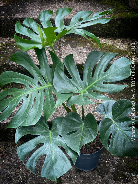 Large Monstera Deliciosa houseplant with mature split leaves, organically grown Swiss Cheese Plant in pot in TOMs FLOWer CLUB, perfect for indoor jungle decor.