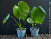 Monstera Deliciosa, rare houseplant with mature split leaves, organically grown Swiss Cheese Plant in pot in TOMs FLOWer CLUB, perfect for indoor jungle decor.