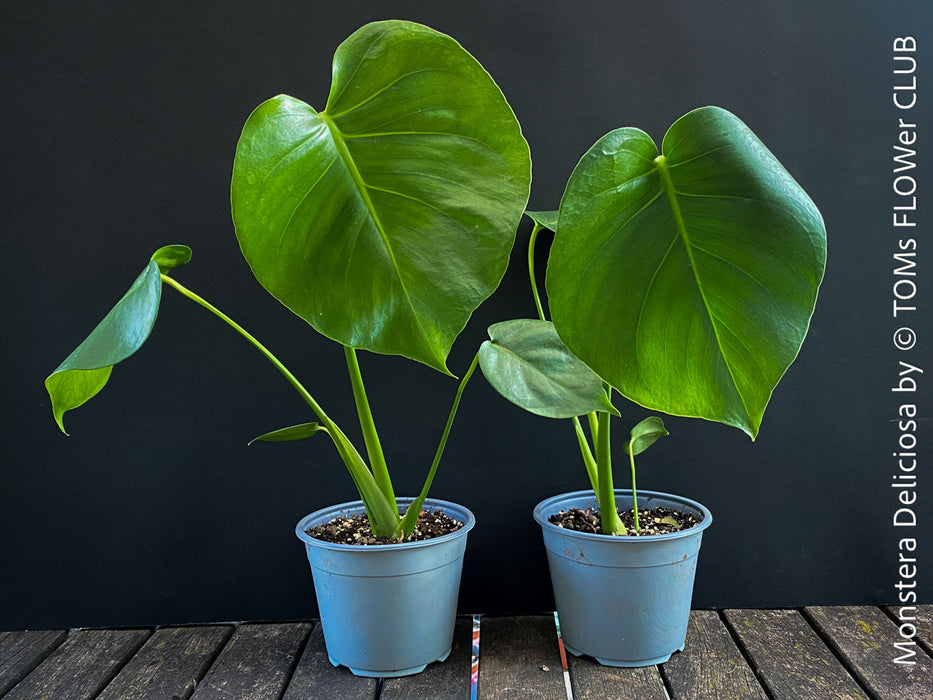 Monstera Deliciosa, rare houseplant with mature split leaves, organically grown Swiss Cheese Plant in pot in TOMs FLOWer CLUB, perfect for indoor jungle decor.