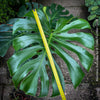 Large Monstera Deliciosa houseplant with mature split leaves, organically grown Swiss Cheese Plant in pot in TOMs FLOWer CLUB, perfect for indoor jungle decor.