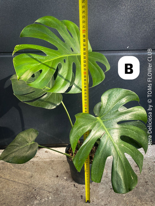 Large Monstera Deliciosa houseplant with mature split leaves, organically grown Swiss Cheese Plant in pot in TOMs FLOWer CLUB, perfect for indoor jungle decor.