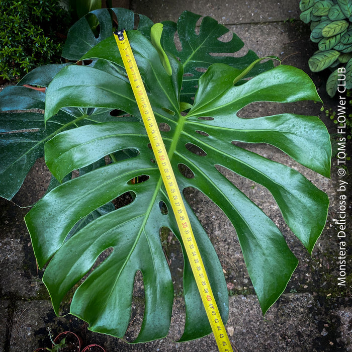 Large Monstera Deliciosa houseplant with mature split leaves, organically grown Swiss Cheese Plant in pot in TOMs FLOWer CLUB, perfect for indoor jungle decor.