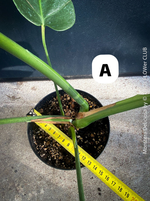 Large Monstera Deliciosa houseplant with mature split leaves, organically grown Swiss Cheese Plant in pot in TOMs FLOWer CLUB, perfect for indoor jungle decor.