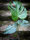 Large Monstera Deliciosa houseplant with mature split leaves, organically grown Swiss Cheese Plant in pot in TOMs FLOWer CLUB, perfect for indoor jungle decor.