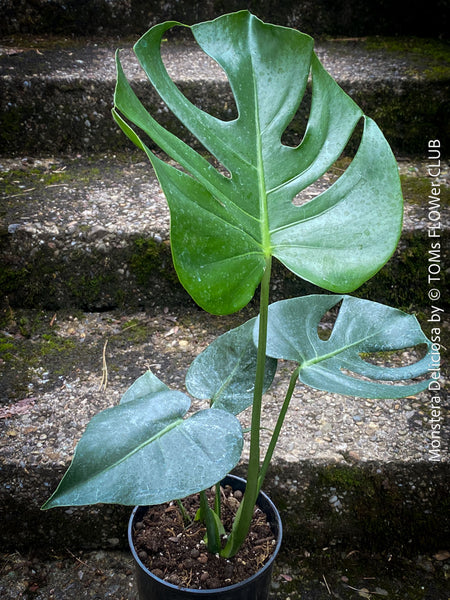 Large Monstera Deliciosa houseplant with mature split leaves, organically grown Swiss Cheese Plant in pot in TOMs FLOWer CLUB, perfect for indoor jungle decor.