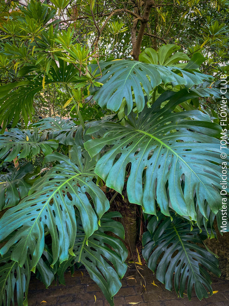 Large Monstera Deliciosa houseplant with mature split leaves, organically grown Swiss Cheese Plant in pot in TOMs FLOWer CLUB, perfect for indoor jungle decor.