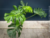 Large Monstera Deliciosa Albo Variegata houseplant with mature split leaves, organically grown Swiss Cheese Plant in pot in TOMs FLOWer CLUB, perfect for indoor jungle decor.