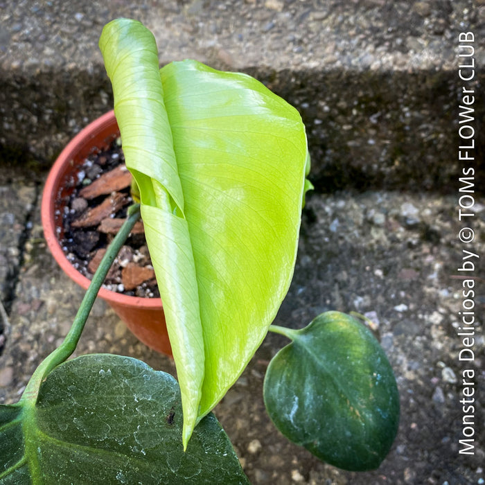 Large Monstera Deliciosa houseplant with mature split leaves, organically grown Swiss Cheese Plant in pot in TOMs FLOWer CLUB, perfect for indoor jungle decor.