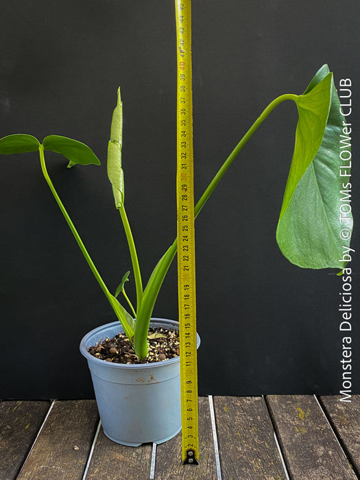 Monstera Deliciosa, rare houseplant with mature split leaves, organically grown Swiss Cheese Plant in pot in TOMs FLOWer CLUB, perfect for indoor jungle decor.