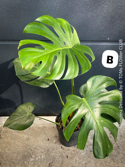 Large Monstera Deliciosa houseplant with mature split leaves, organically grown Swiss Cheese Plant in pot in TOMs FLOWer CLUB, perfect for indoor jungle decor.