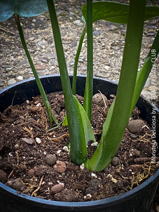 Large Monstera Deliciosa houseplant with mature split leaves, organically grown Swiss Cheese Plant in pot in TOMs FLOWer CLUB, perfect for indoor jungle decor.