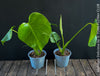 Monstera Deliciosa, rare houseplant with mature split leaves, organically grown Swiss Cheese Plant in pot in TOMs FLOWer CLUB, perfect for indoor jungle decor.