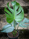 Large Monstera Deliciosa houseplant with mature split leaves, organically grown Swiss Cheese Plant in pot in TOMs FLOWer CLUB, perfect for indoor jungle decor.
