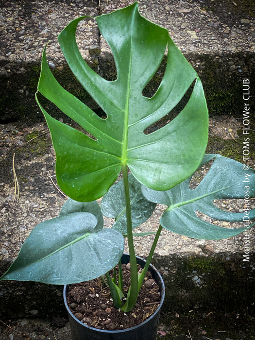 Large Monstera Deliciosa houseplant with mature split leaves, organically grown Swiss Cheese Plant in pot in TOMs FLOWer CLUB, perfect for indoor jungle decor.