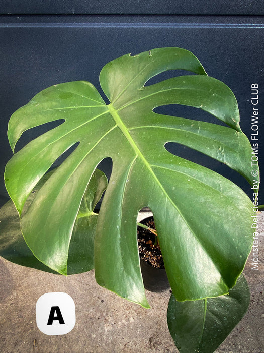 Large Monstera Deliciosa houseplant with mature split leaves, organically grown Swiss Cheese Plant in pot in TOMs FLOWer CLUB, perfect for indoor jungle decor.
