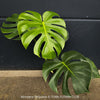 Large Monstera Deliciosa houseplant with mature split leaves, organically grown Swiss Cheese Plant in pot in TOMs FLOWer CLUB, perfect for indoor jungle decor.