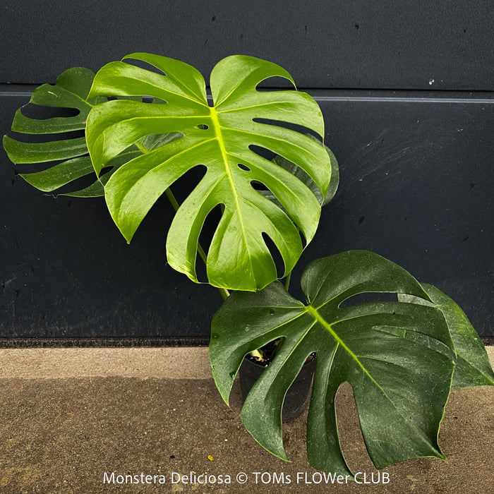 Large Monstera Deliciosa houseplant with mature split leaves, organically grown Swiss Cheese Plant in pot in TOMs FLOWer CLUB, perfect for indoor jungle decor.