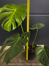 Large Monstera Deliciosa houseplant with mature split leaves, organically grown Swiss Cheese Plant in pot in TOMs FLOWer CLUB, perfect for indoor jungle decor.