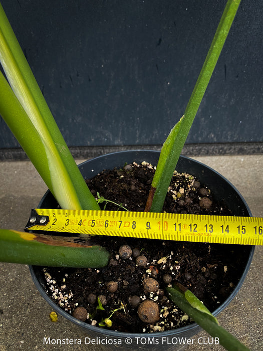 Large Monstera Deliciosa houseplant with mature split leaves, organically grown Swiss Cheese Plant in pot in TOMs FLOWer CLUB, perfect for indoor jungle decor.