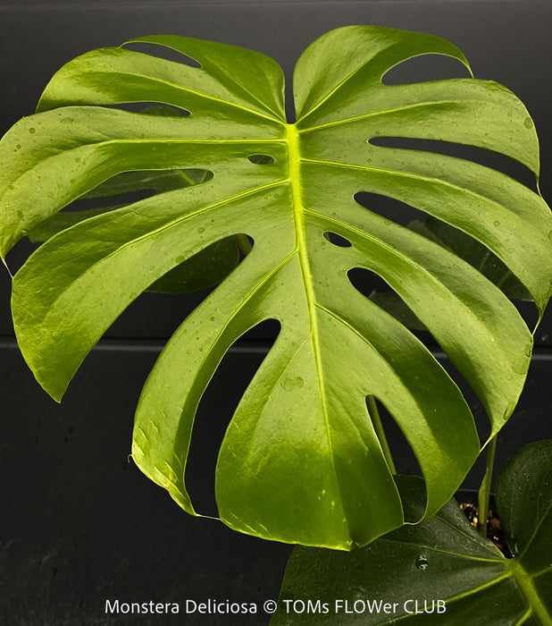 Large Monstera Deliciosa houseplant with mature split leaves, organically grown Swiss Cheese Plant in pot in TOMs FLOWer CLUB, perfect for indoor jungle decor.